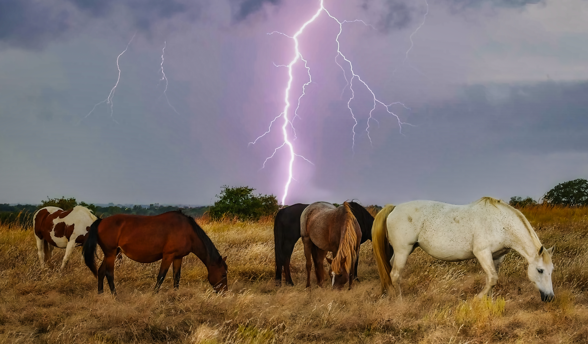 Horses and lightning bolt